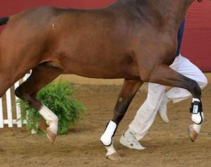 Proven Equine trace minerals and supplements